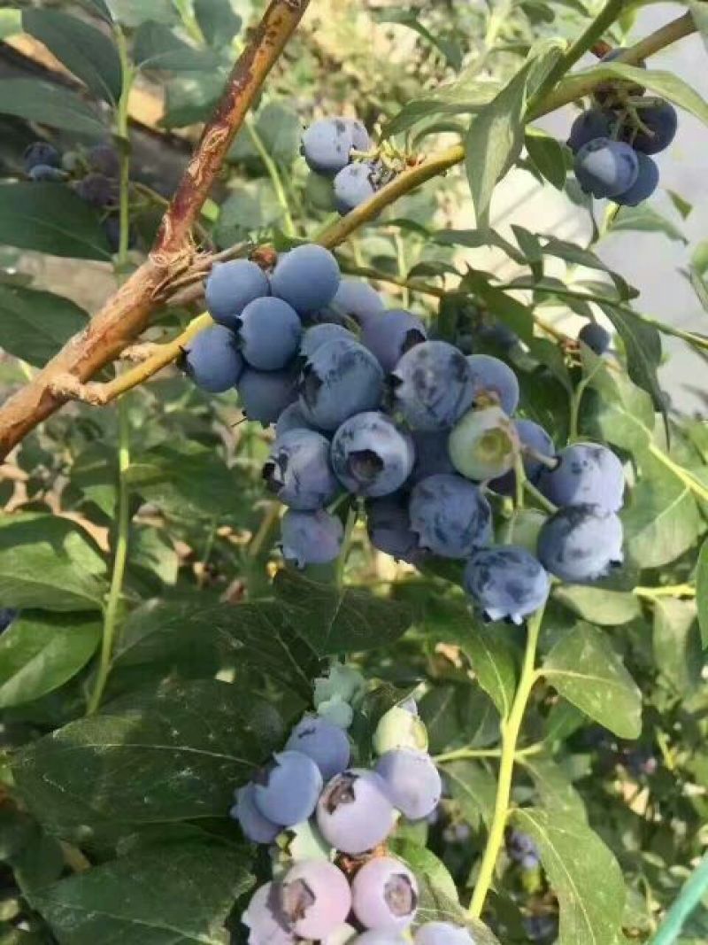 蓝丰蓝莓鲜果4~6mm以上