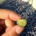 蓝丰蓝莓鲜果4~6mm以上