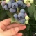 蓝丰蓝莓鲜果4~6mm以上