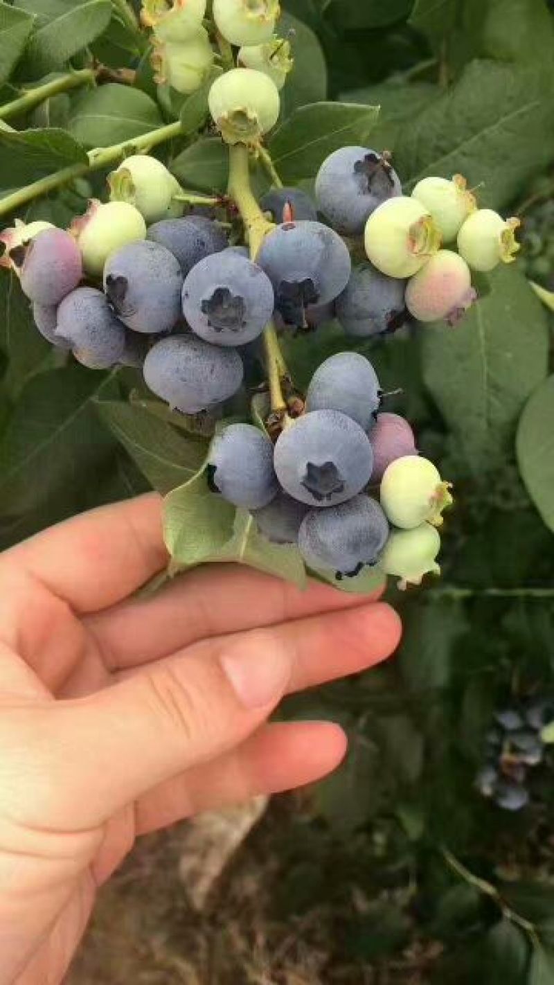 蓝丰蓝莓鲜果4~6mm以上