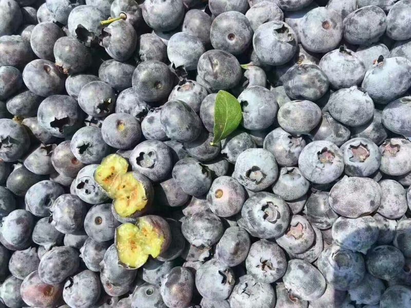 蓝丰蓝莓鲜果4~6mm以上