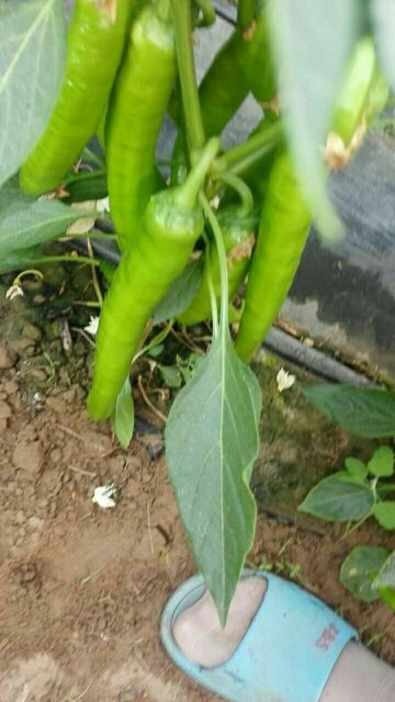 【推荐】陕西鲜辣椒物美价廉15~20厘米支持视频看货