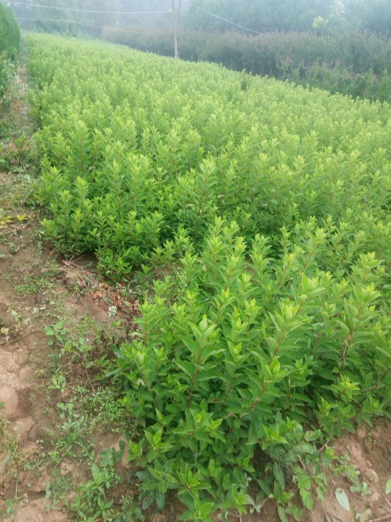 江苏木绣基地苗圃直销规格齐全无中介