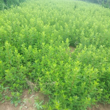 江苏木绣基地苗圃直销规格齐全无中介