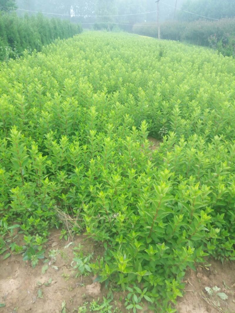 江苏木绣基地苗圃直销规格齐全无中介