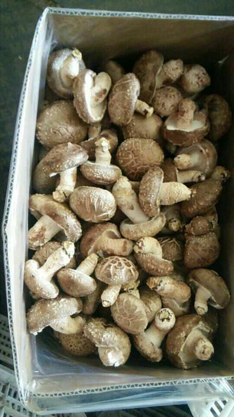 花菇1%工厂大棚菇5cm以上