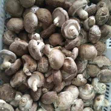 花菇1%工厂大棚菇5cm以上