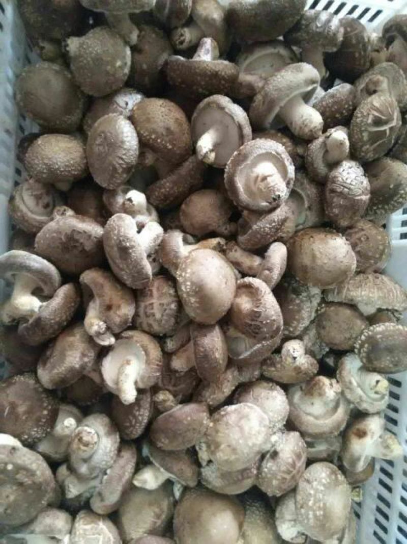 花菇1%工厂大棚菇5cm以上