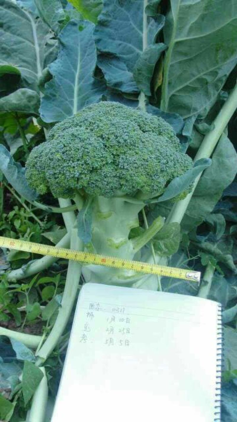 西兰花种子耐热西兰花种子
