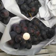 夏黑葡萄2斤以上5%以下