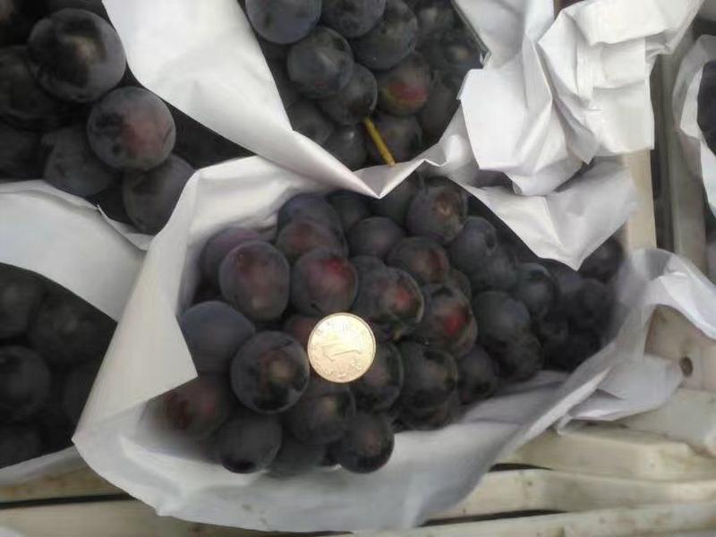 夏黑葡萄2斤以上5%以下