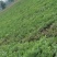 2026湖北汉川市丰抗八八长花瓜白皮一茬瓜八斤起八成熟