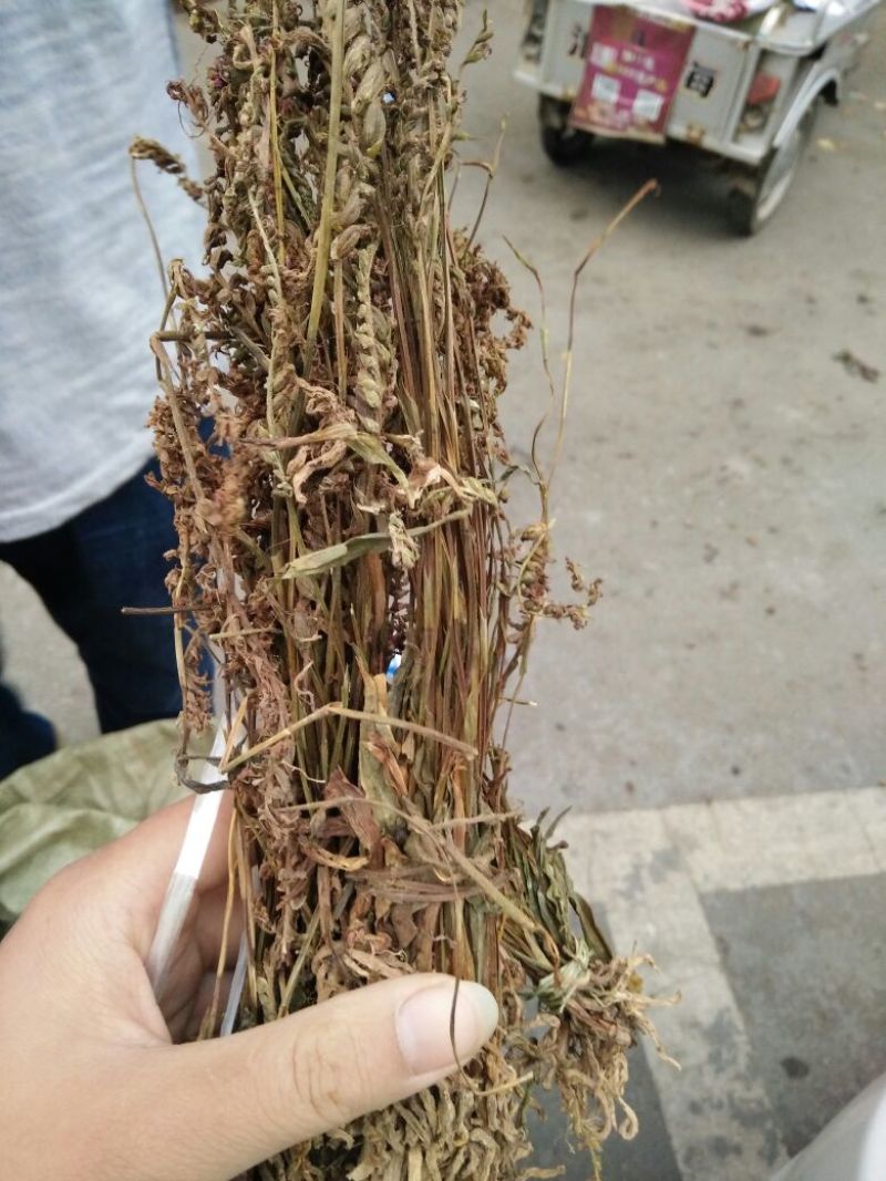 盘龙参中药材批发零售大量供应货真价实