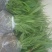 白芨种苗20~30cm