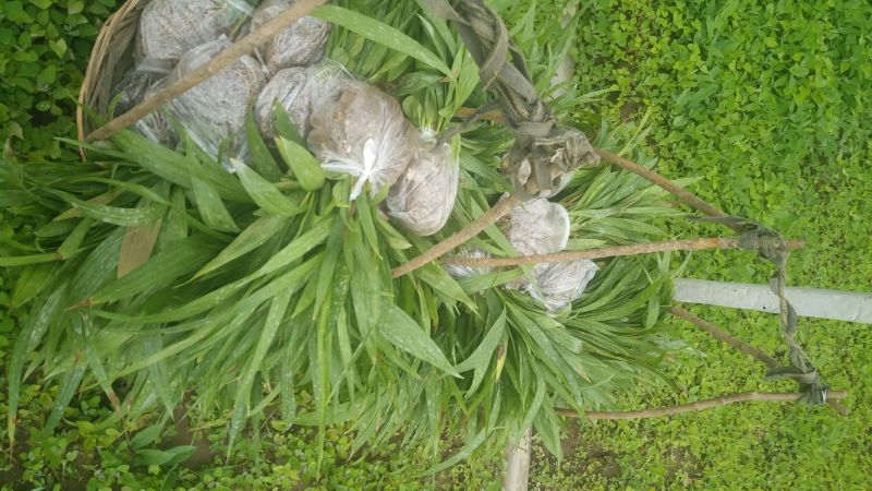 白芨种苗20~30cm