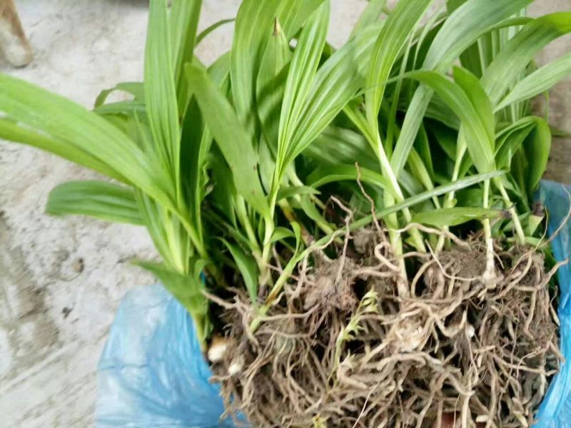 白芨种苗20~30cm