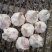 红蒜5~5.5cm干蒜