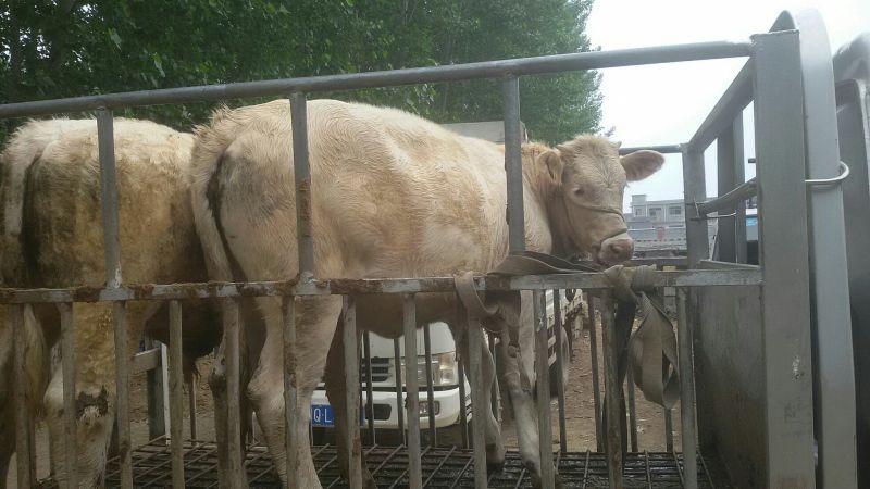 夏南牛夏洛来牛犊子公牛犊子育肥牛河南