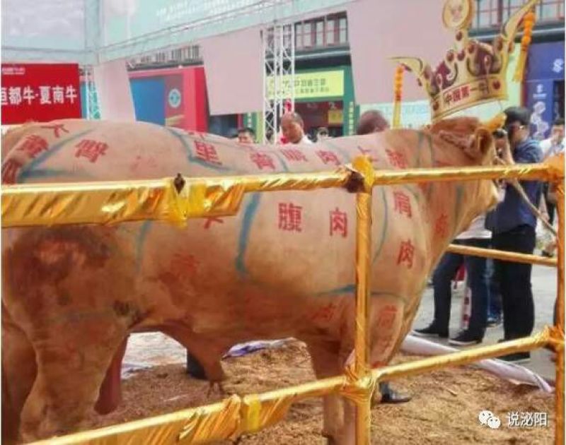 夏南牛夏洛来牛犊子公牛犊子育肥牛河南