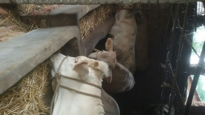 夏南牛夏洛来牛犊子公牛犊子育肥牛河南