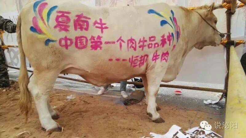 夏南牛夏洛来牛犊子公牛犊子育肥牛河南