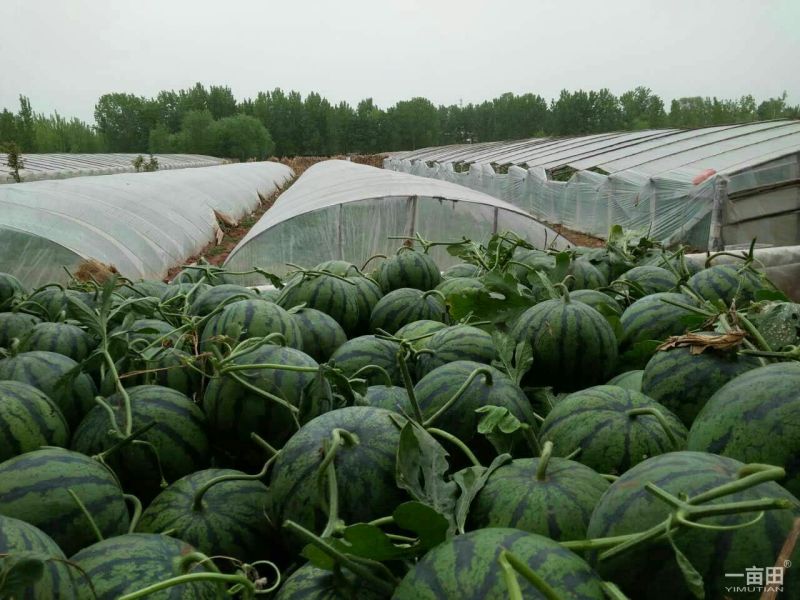 京欣西瓜10斤打底9成熟1茬