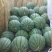 京欣西瓜10斤打底9成熟1茬