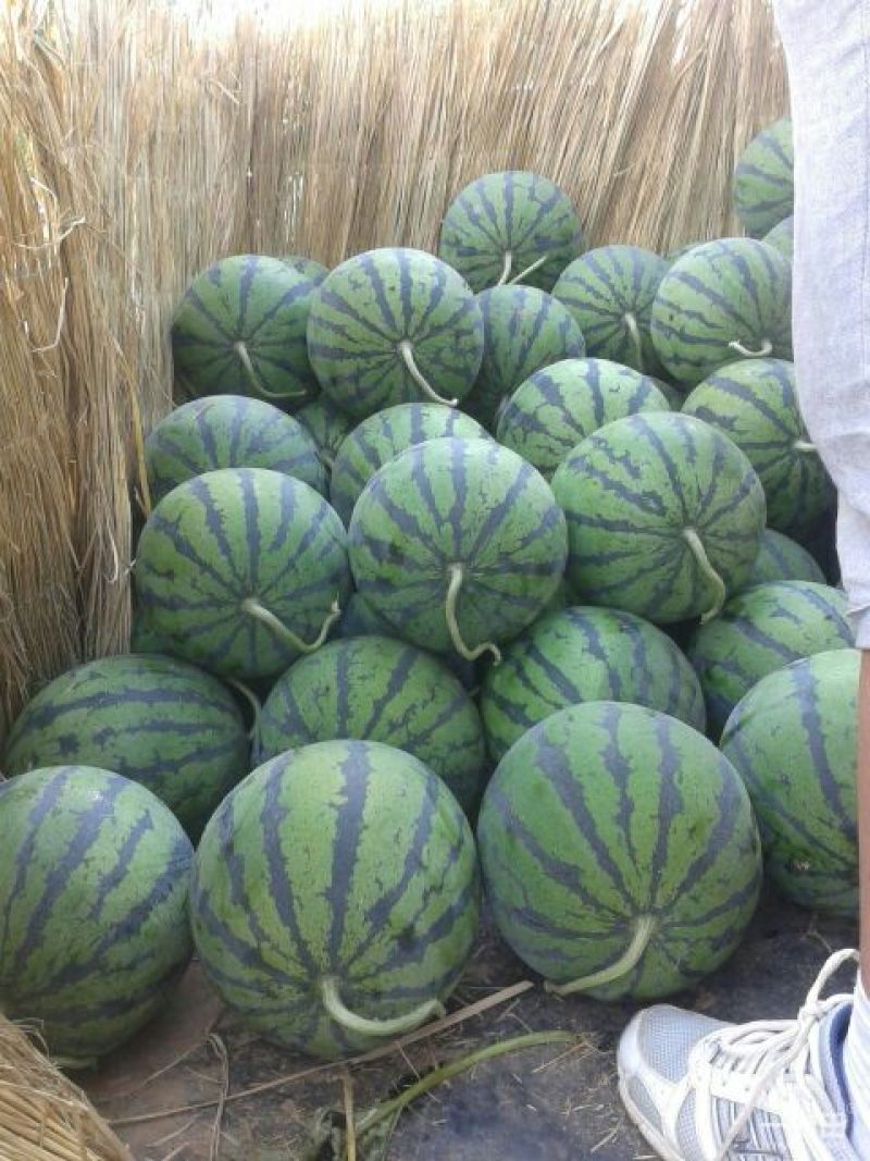 京欣西瓜10斤打底9成熟1茬