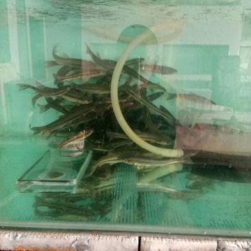 柳根鱼