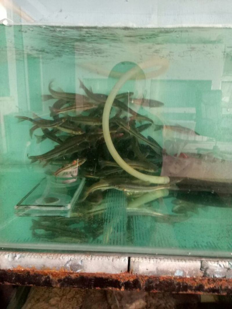 柳根鱼
