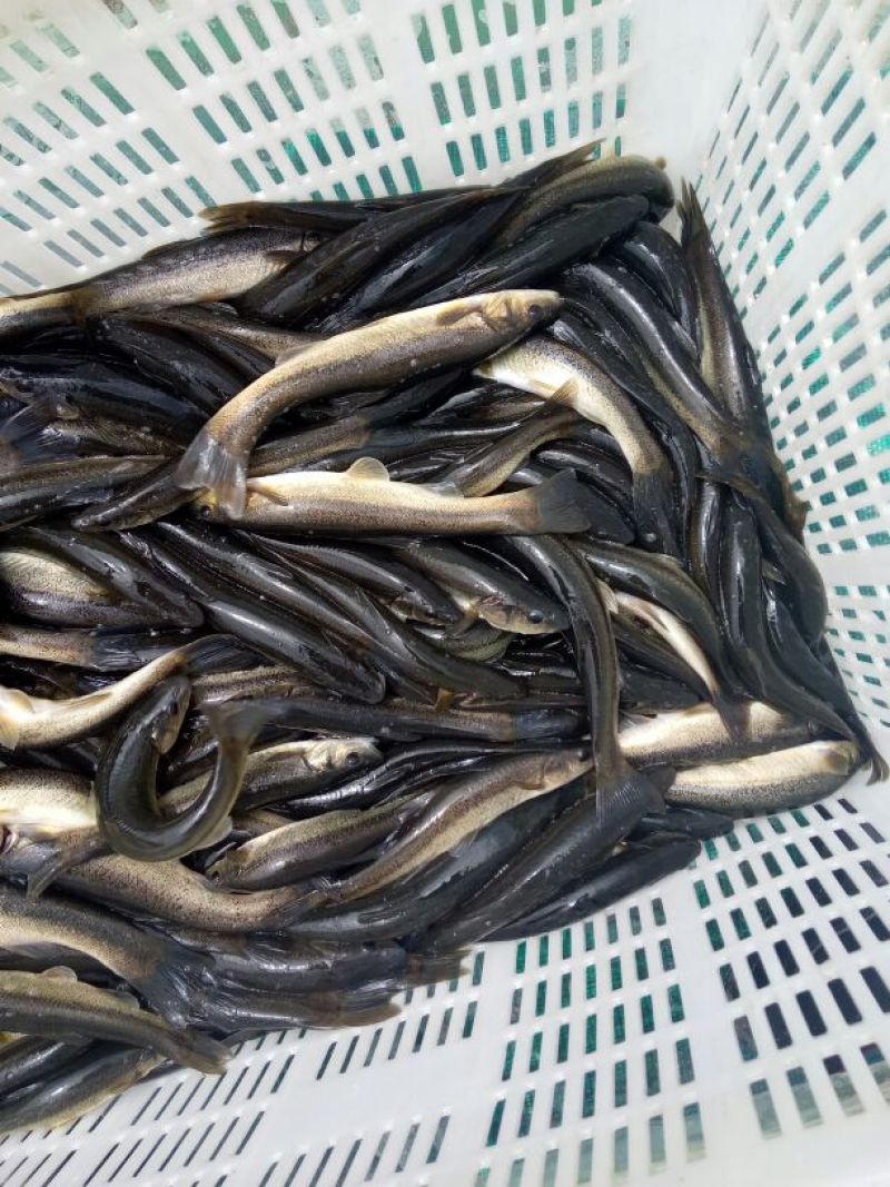 柳根鱼
