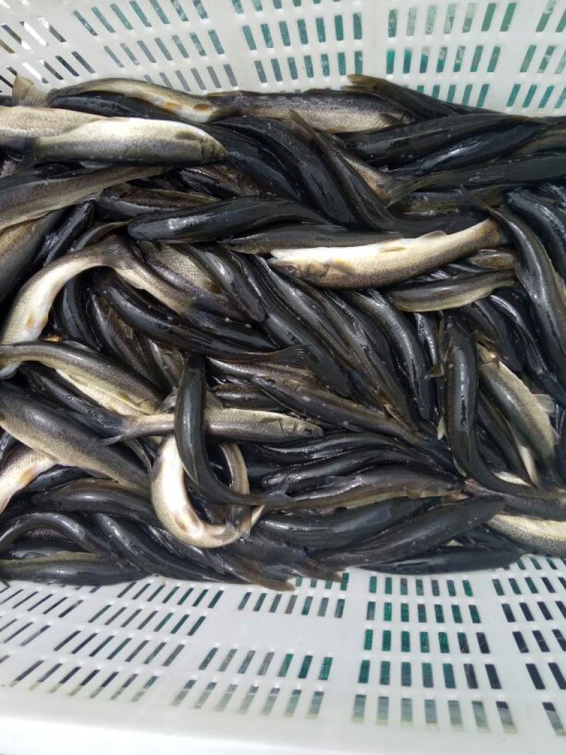 柳根鱼