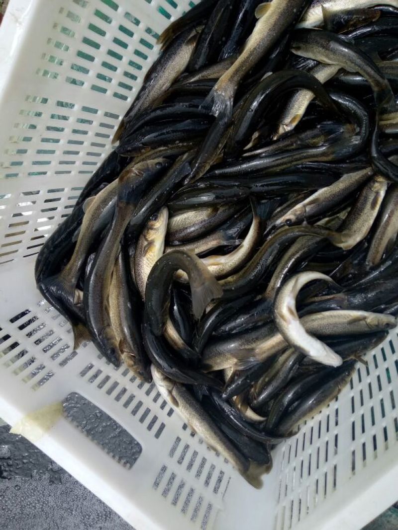 柳根鱼