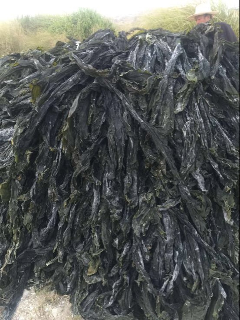 供应福建霞浦海带台湾海峡无沙干海带不夹碎菜