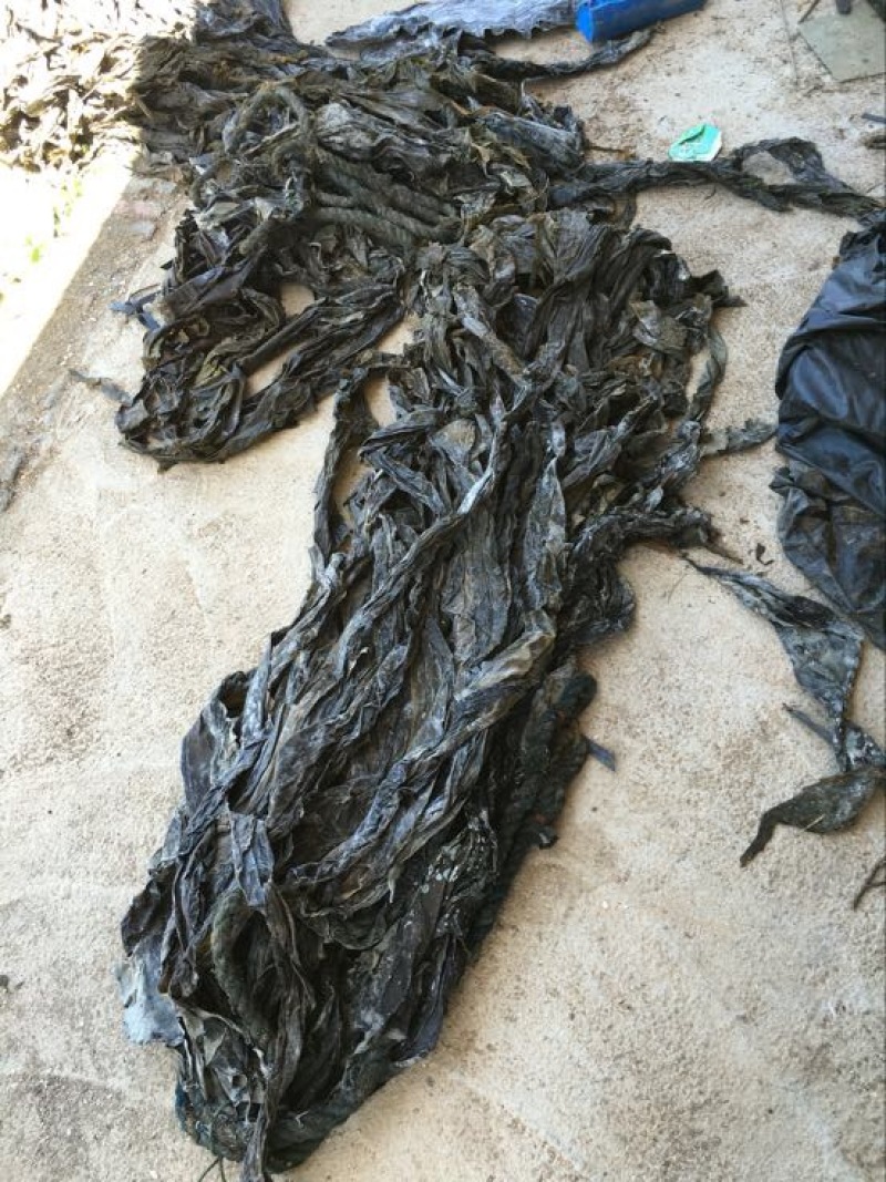 供应福建霞浦海带台湾海峡无沙干海带不夹碎菜
