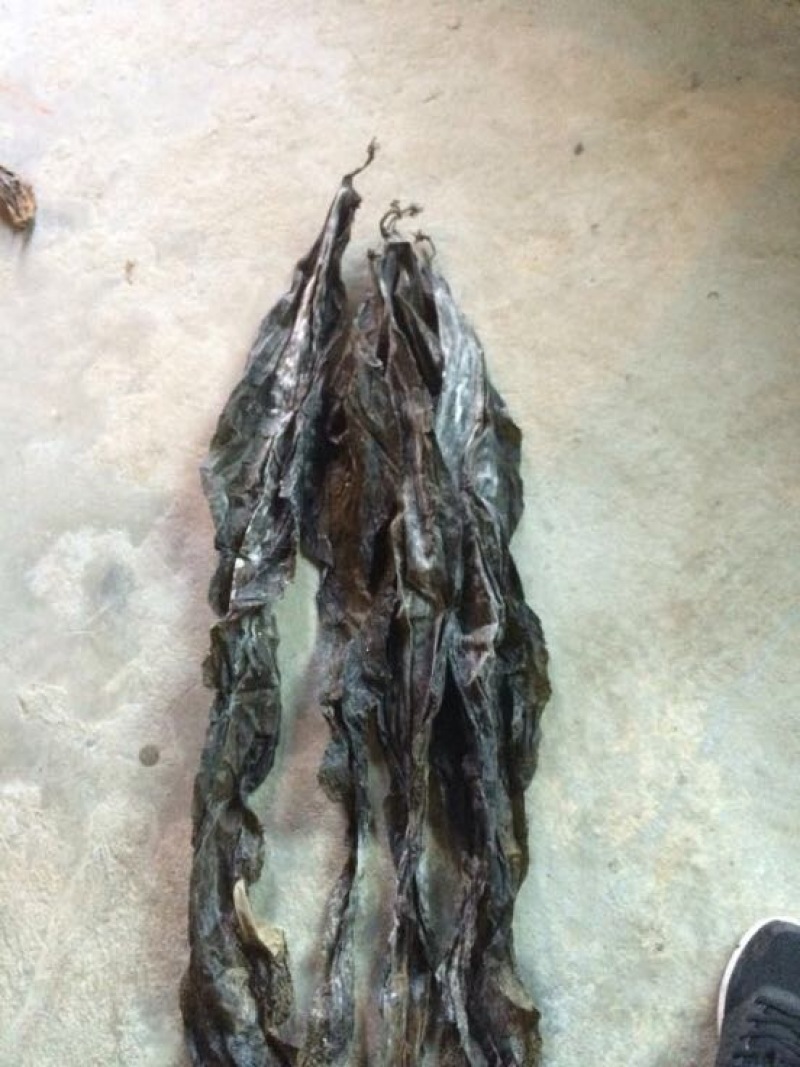 供应福建霞浦海带台湾海峡无沙干海带不夹碎菜