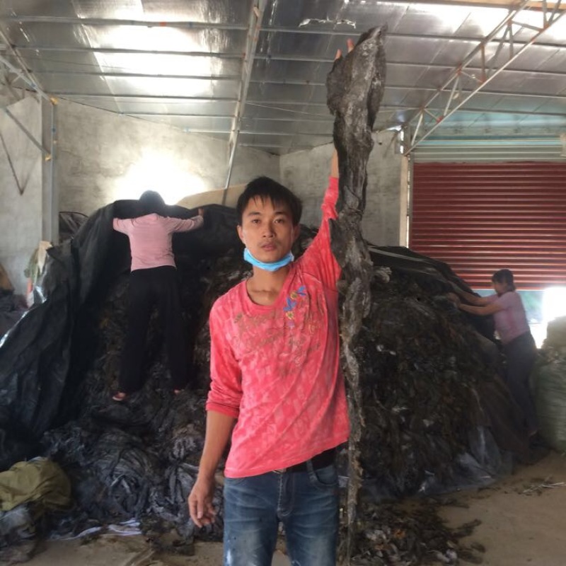 供应福建霞浦海带台湾海峡无沙干海带不夹碎菜