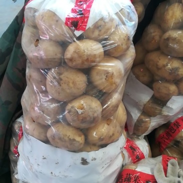 荷兰十五土豆精品3两以上/量大从优/产地直发