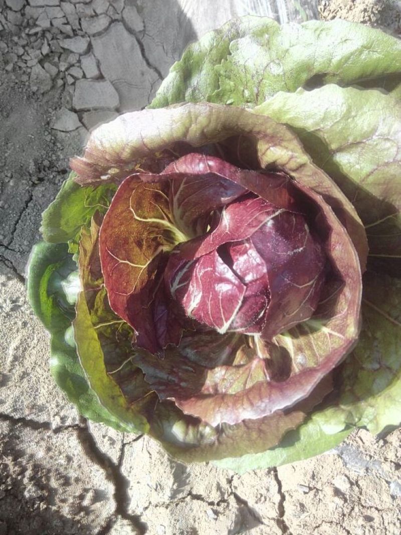 荷兰菊苣菜10~12cm