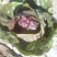 荷兰菊苣菜10~12cm