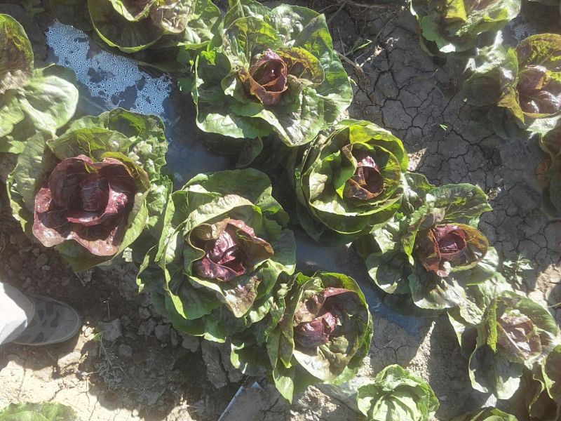 荷兰菊苣菜10~12cm