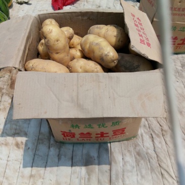 荷兰十五土豆通货3两以上