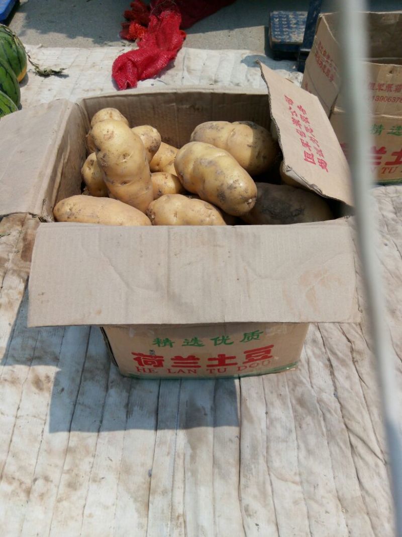 荷兰十五土豆通货3两以上