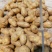 荷兰十五土豆通货3两以上