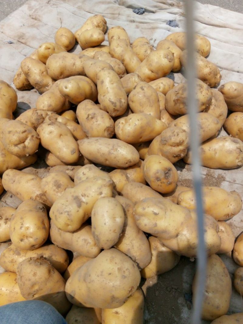 荷兰十五土豆通货3两以上