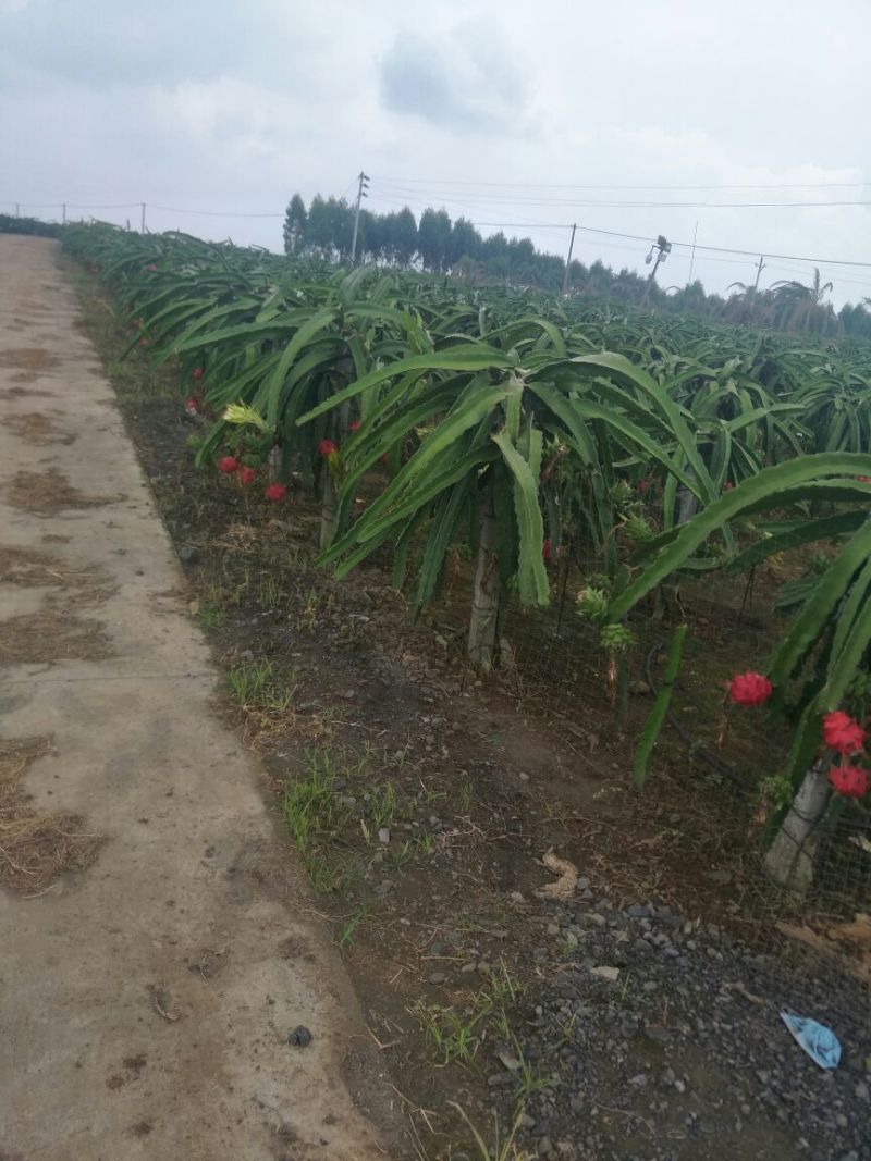 红心火龙果中（5-7两）