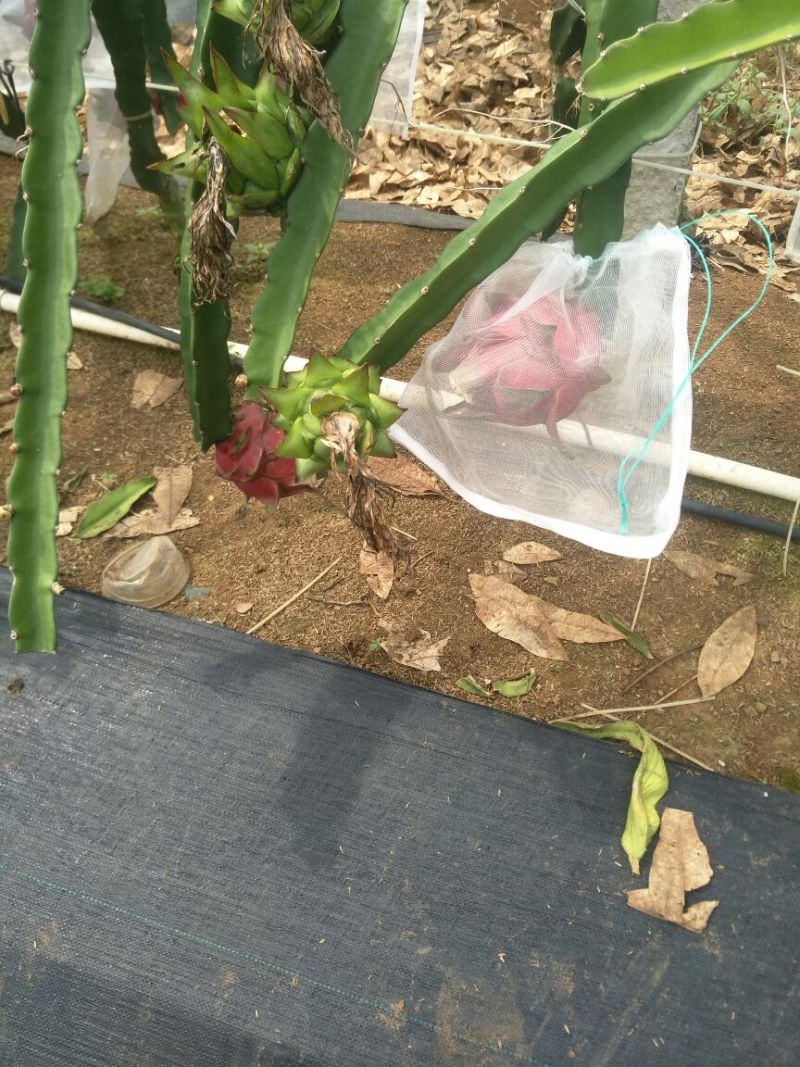 红心火龙果中（5-7两）