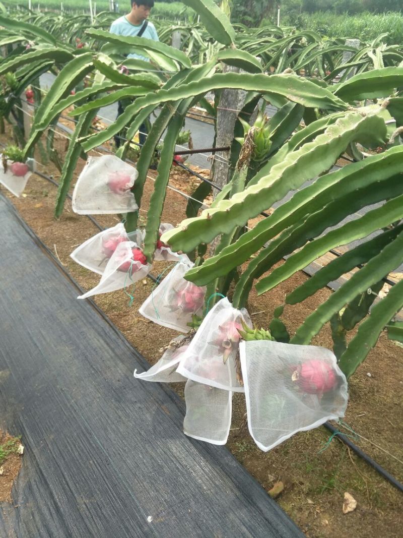 红心火龙果中（5-7两）