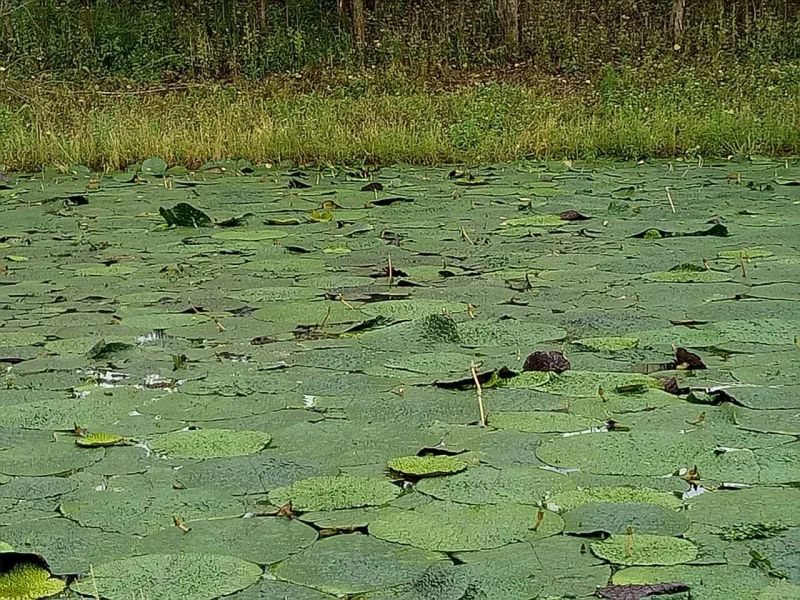 芡实杆