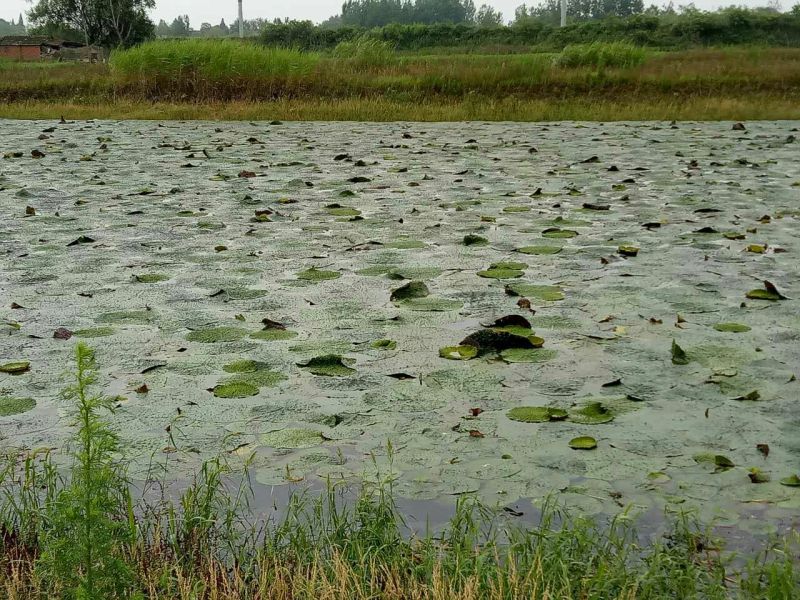 芡实杆